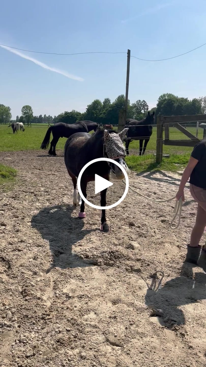 Customer video review of ThinLine Halfter für Flexible Fressbremse
