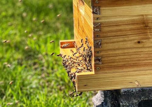 Customer photo review of BeeCastle Logo Free 2 SETS 10 Frame 3 Layer Beehive:Cedar Wood Bee Hive with Beeswax Coated Plastic Foundation and Wooden Frames. Unassembled Hive Includes 2 Deep Boxes and 1 Medium Box for an Organic Beekeeping Journey