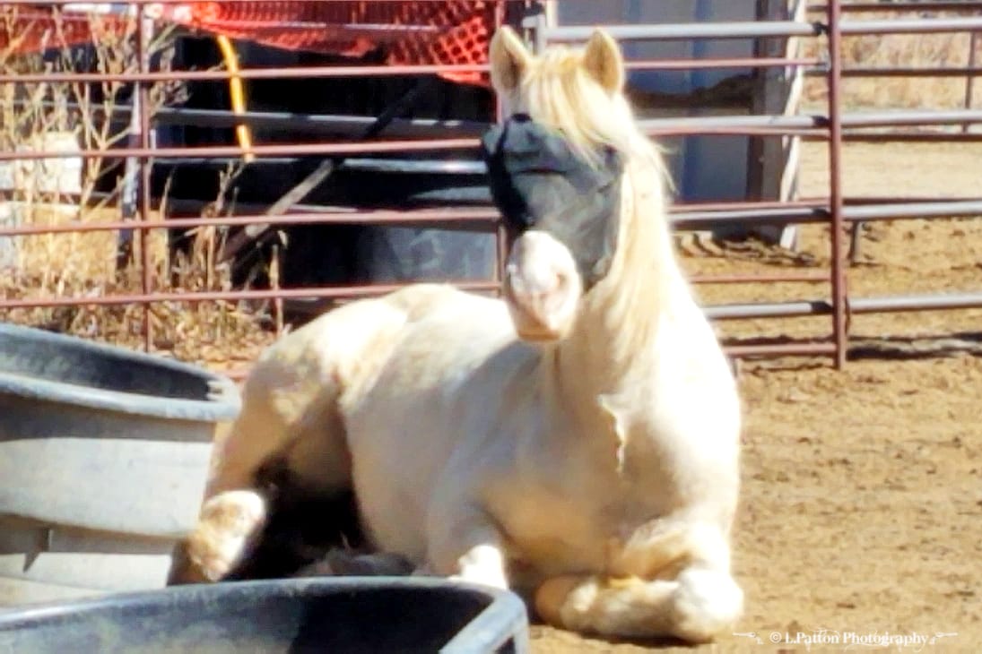 Customer photo review of EquiVizor Fly Mask - Standard