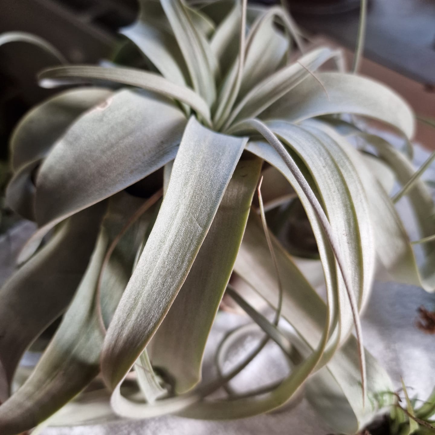 Customer photo review of Tillandsia xerographica