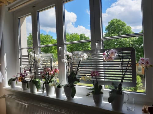 Customer photo review of Bonsaiorchidee Nazare mit weißen Blüten