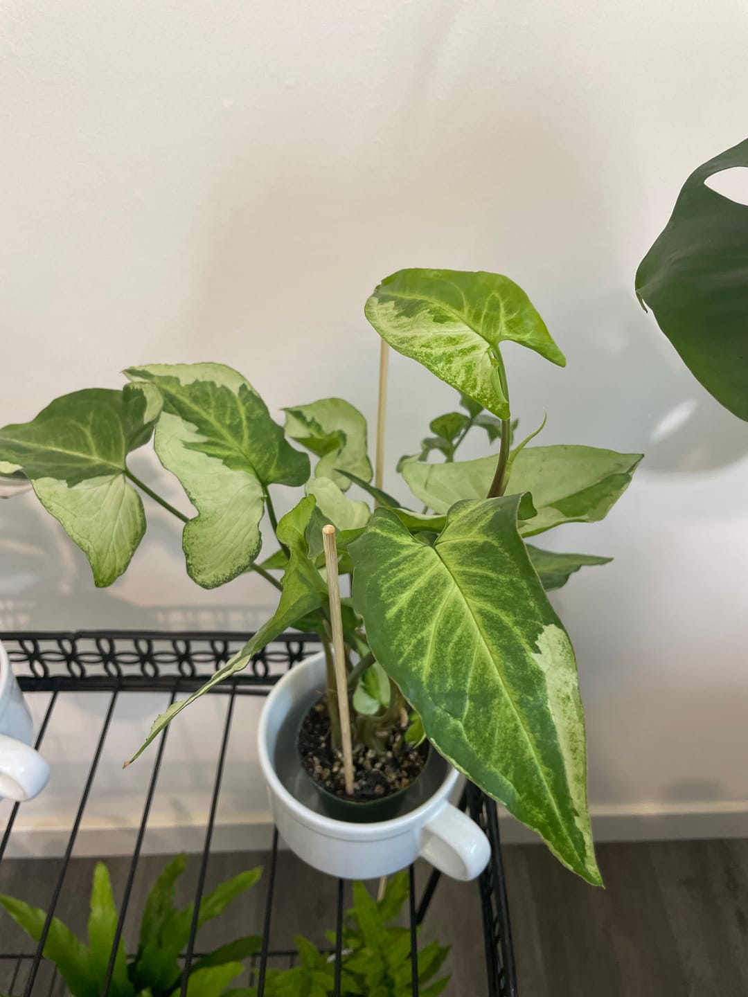 Customer photo review of Syngonium podophyllum 'Three Kings'