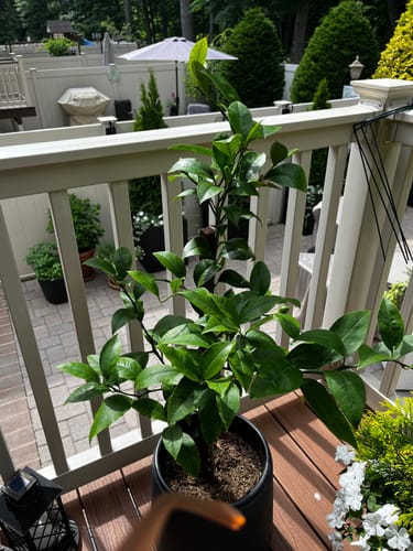 Customer photo review of Houseplant Pest Spray