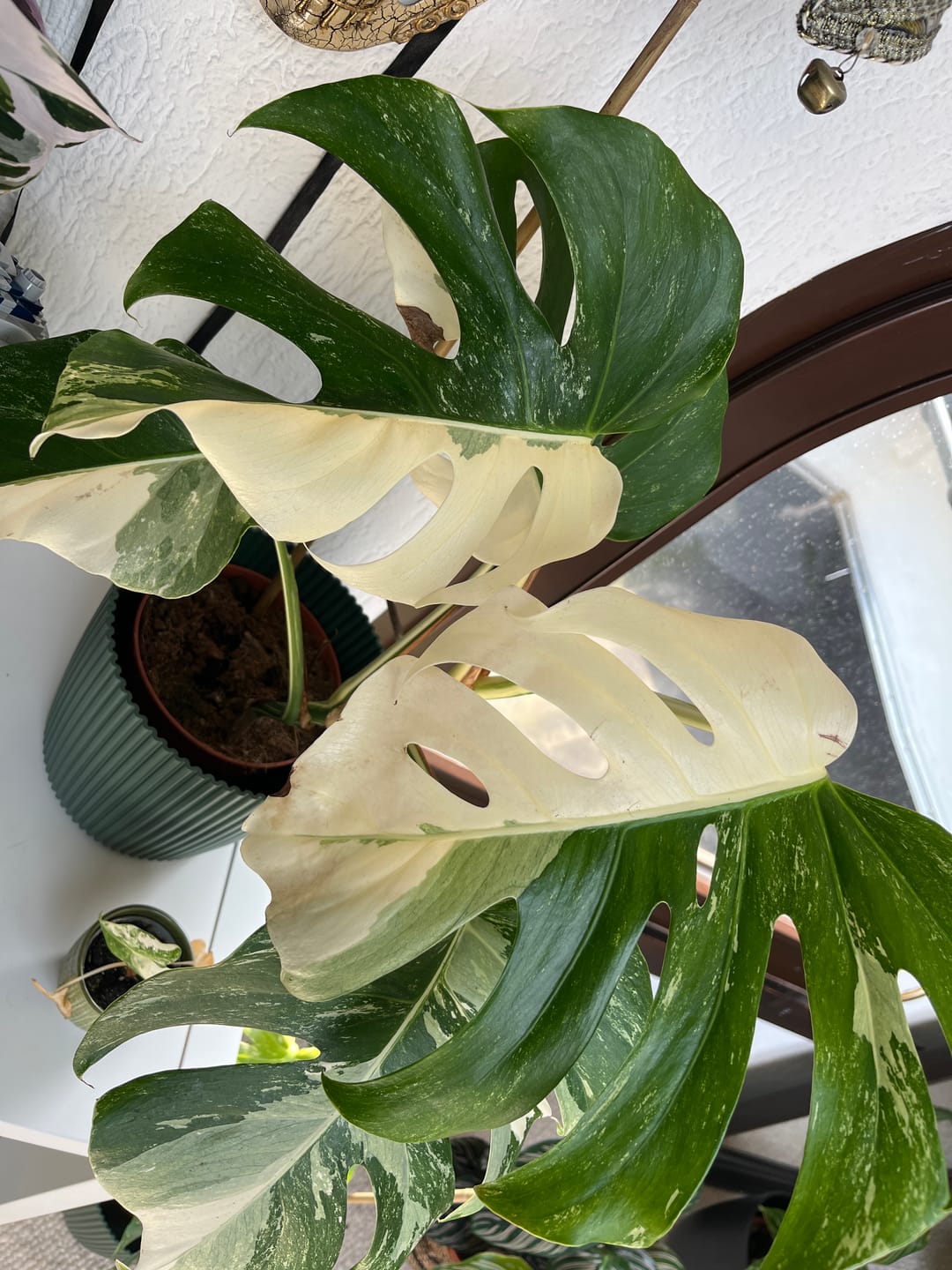 Customer photo review of Monstera Deliciosa Variegata