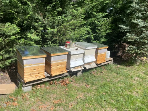 Customer photo review of BeeCastle Hives 10 Frame Wax Coat Complete Beehive Kit:2 Designed Deep Bee Boxes and 1 Super Medium Box,Includes Premium Wooden Frames and Beeswax-Plastic Foundation