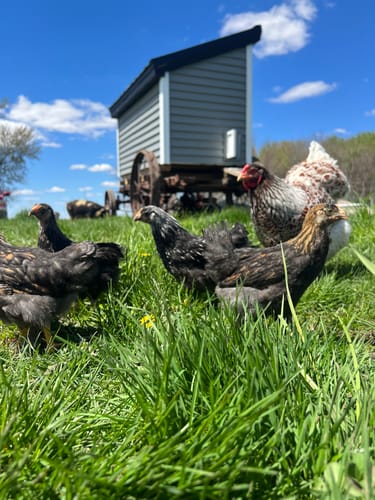 Customer photo review of GrubTerra Dried Black Soldier Fly Larvae