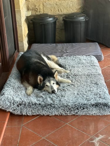 Customer photo review of PaWz Premium SuperMat Calming Bed