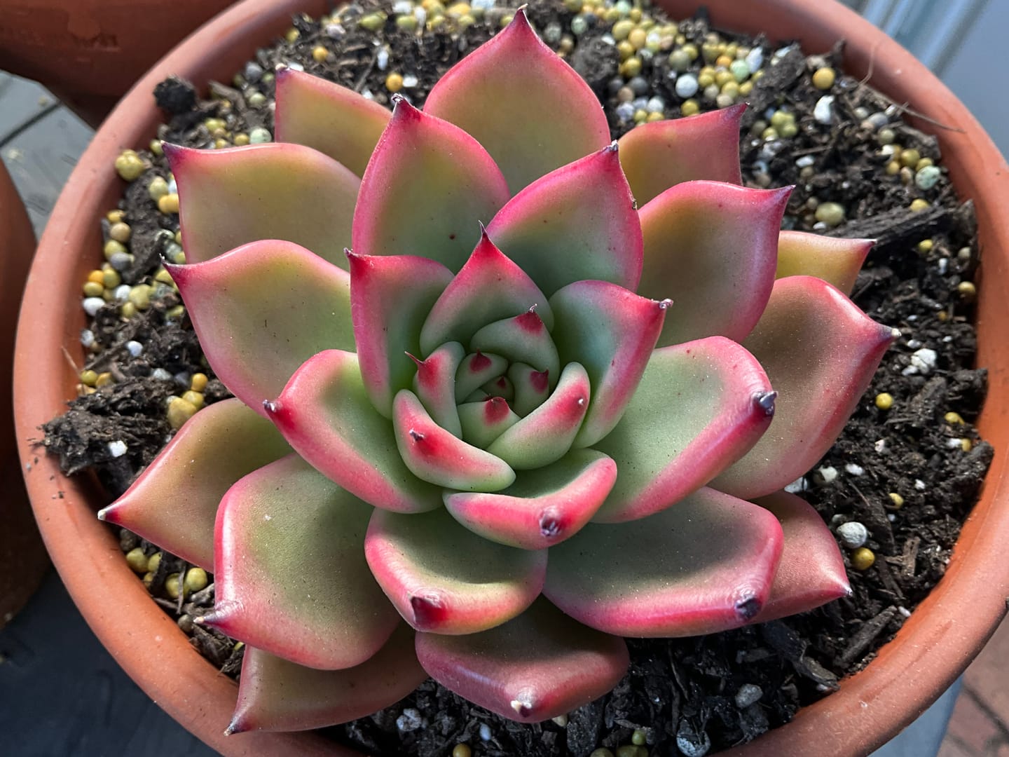 Customer photo review of Echeveria agavoides 'Floridity'