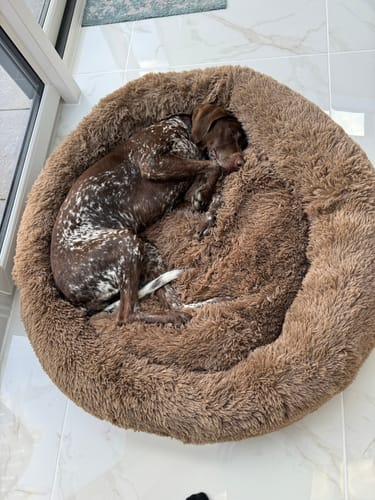 Customer photo review of Calming Donut Bed - Light Brown