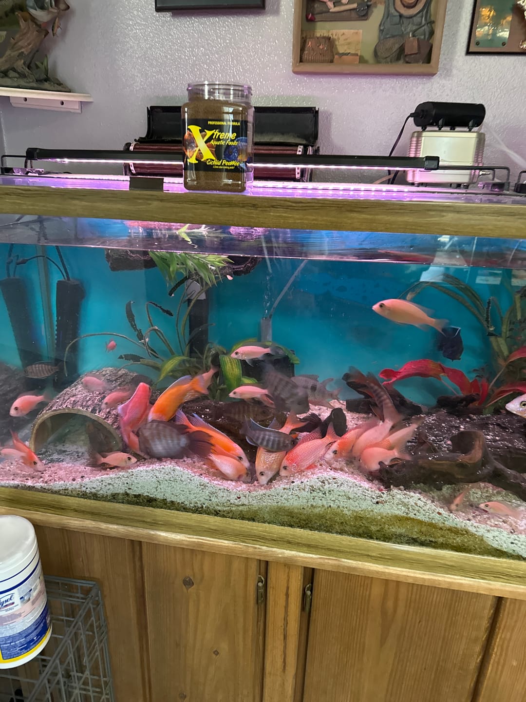 Customer photo review of Xtreme PeeWee Cichlid Fish Food