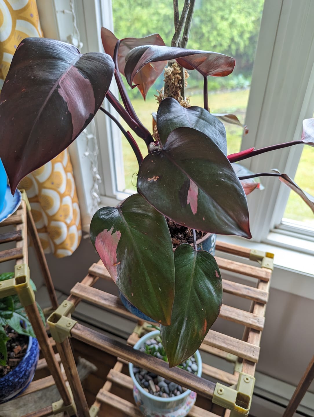 Customer photo review of Philodendron Pink Princess - 4"