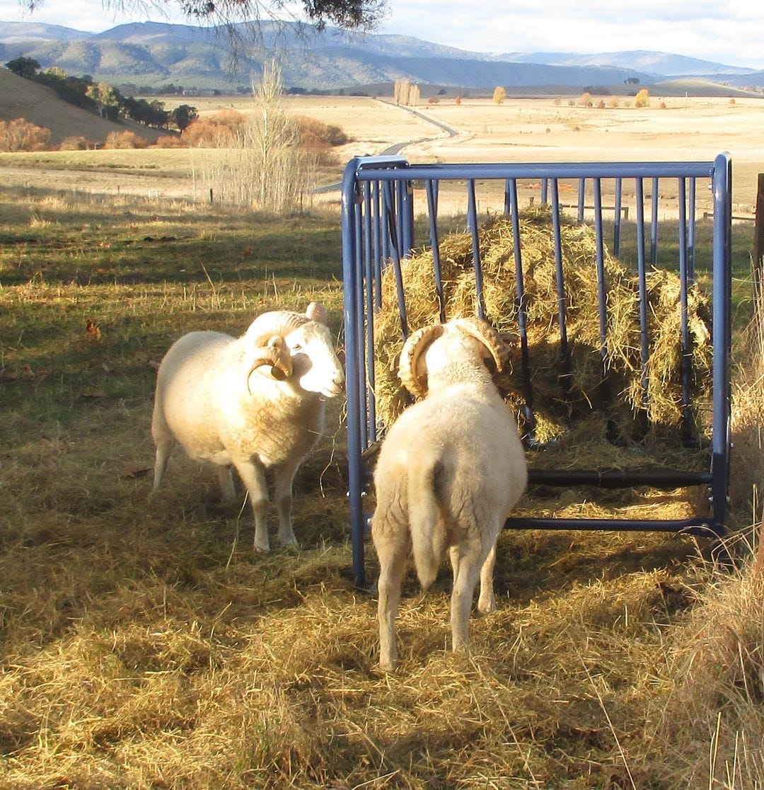 Customer photo review of Adjustable Height Hay & Grain Feeder