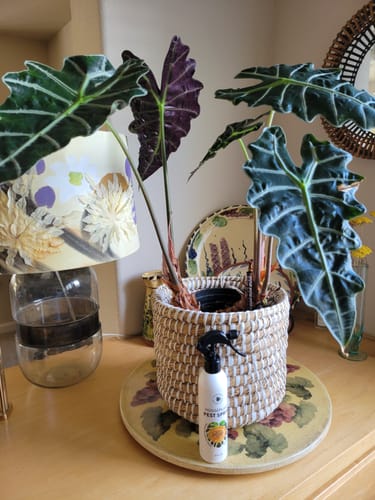 Customer photo review of Houseplant Pest Spray