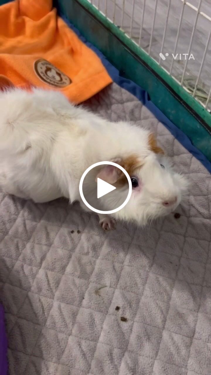 Customer video review of Original GuineaDad Liner