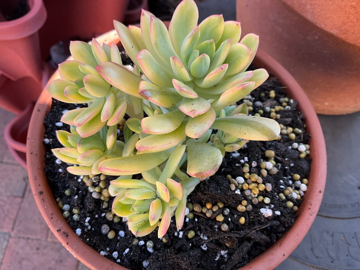 Customer photo review of Echeveria Mini Bell Albo Variegata