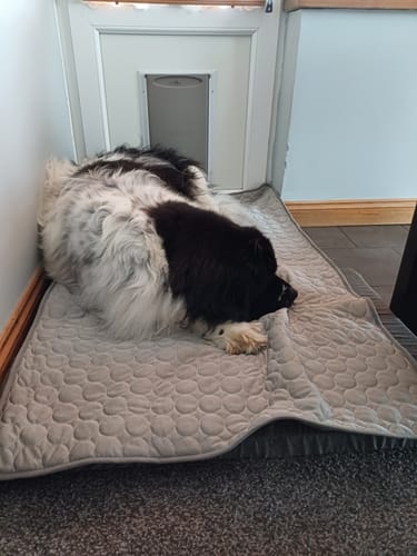 Customer photo review of The Ultimate Cooling Pet Mat