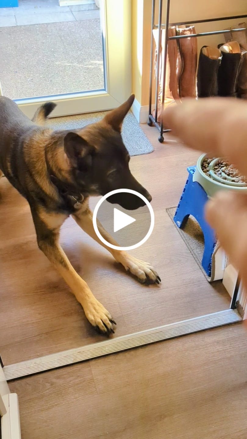 Customer video review of British Venison Dry Food