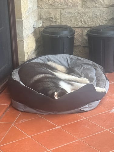 Customer photo review of PaWz waterproof heavy-duty bed