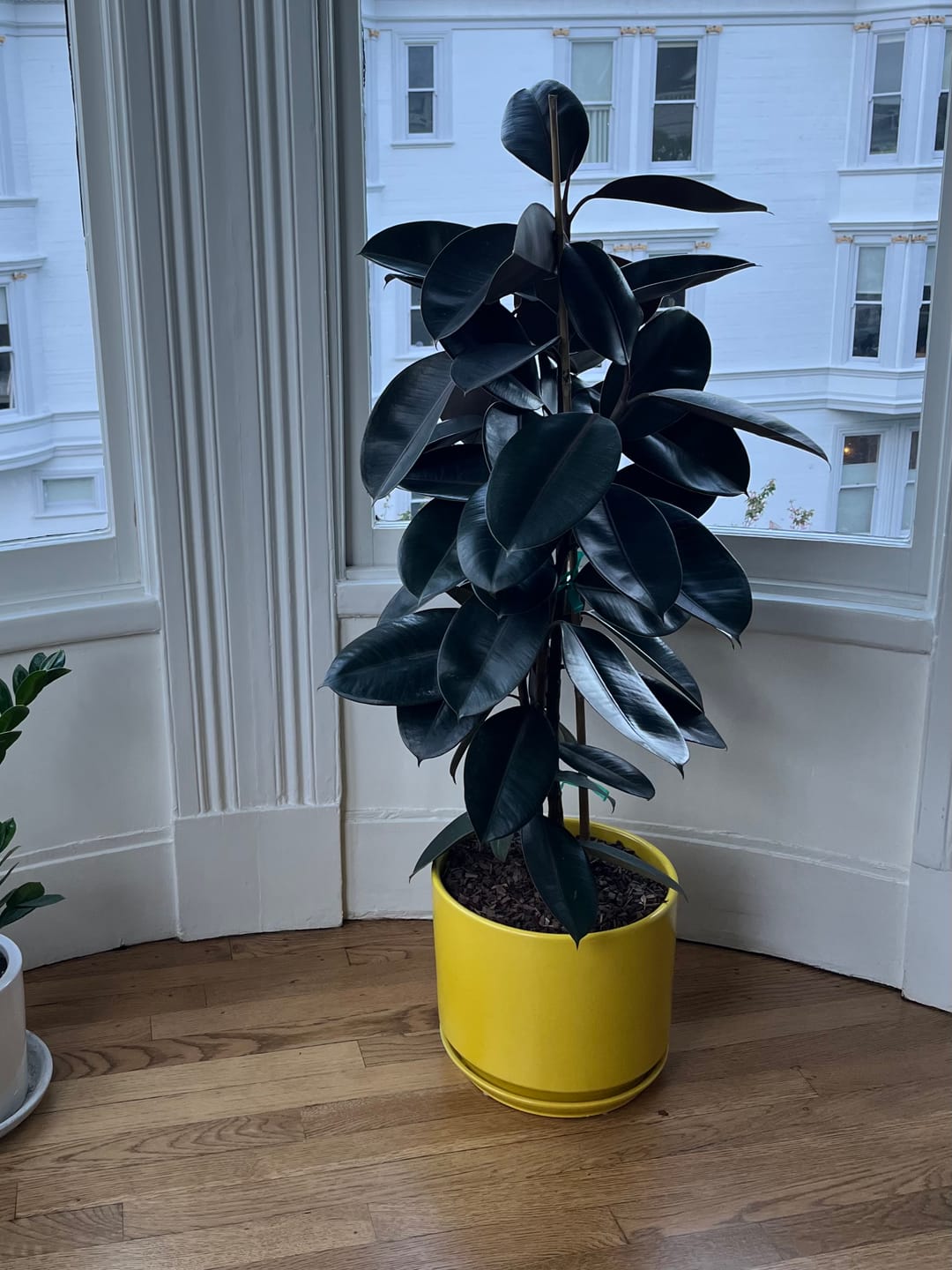 Customer photo review of Ficus Burgundy Bush, Rubber Tree