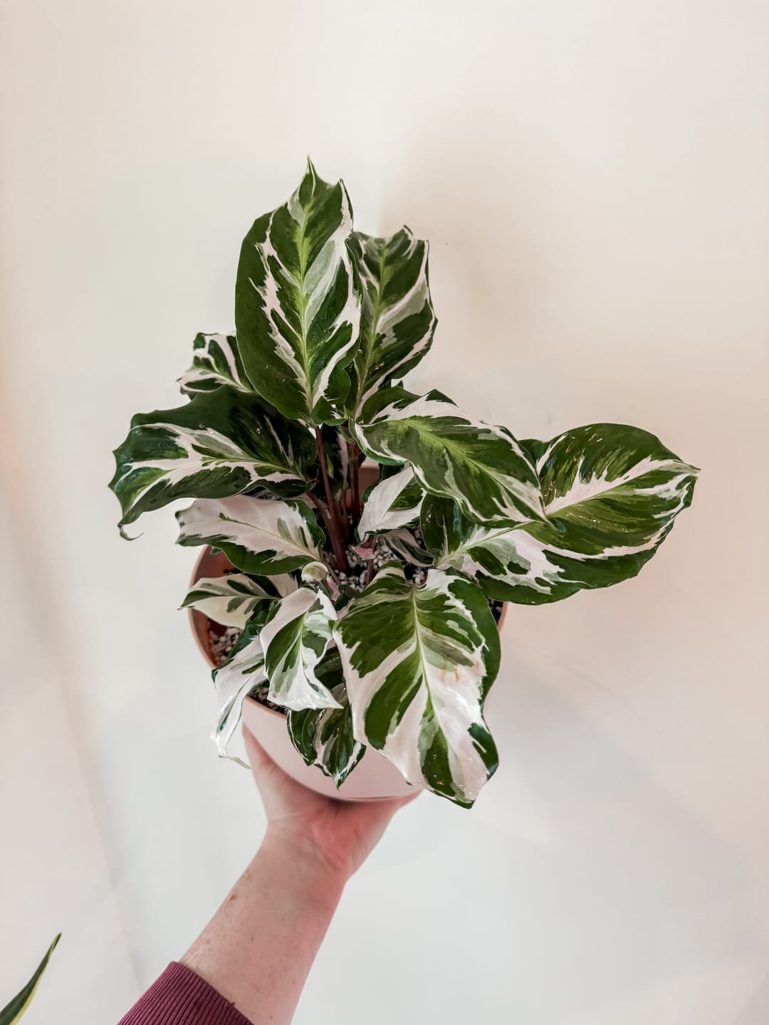 Customer photo review of Calathea 'Stella'