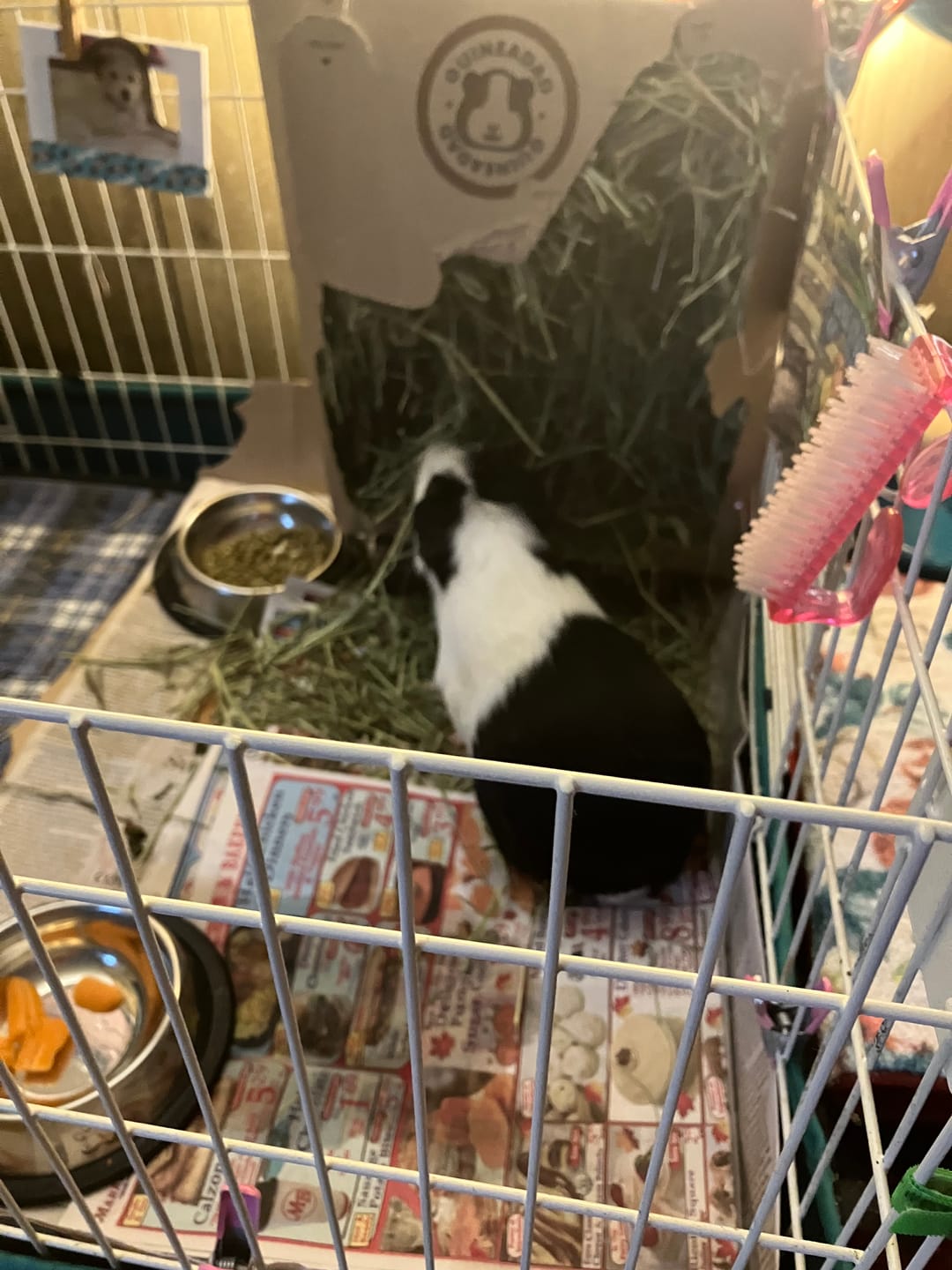Customer photo review of Subscription Timothy Hay Box for Guinea Pigs (3 Pack)