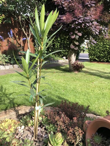 Customer photo review of 1 Stück Oleander Cavalaire 70+ cm - Originalfoto