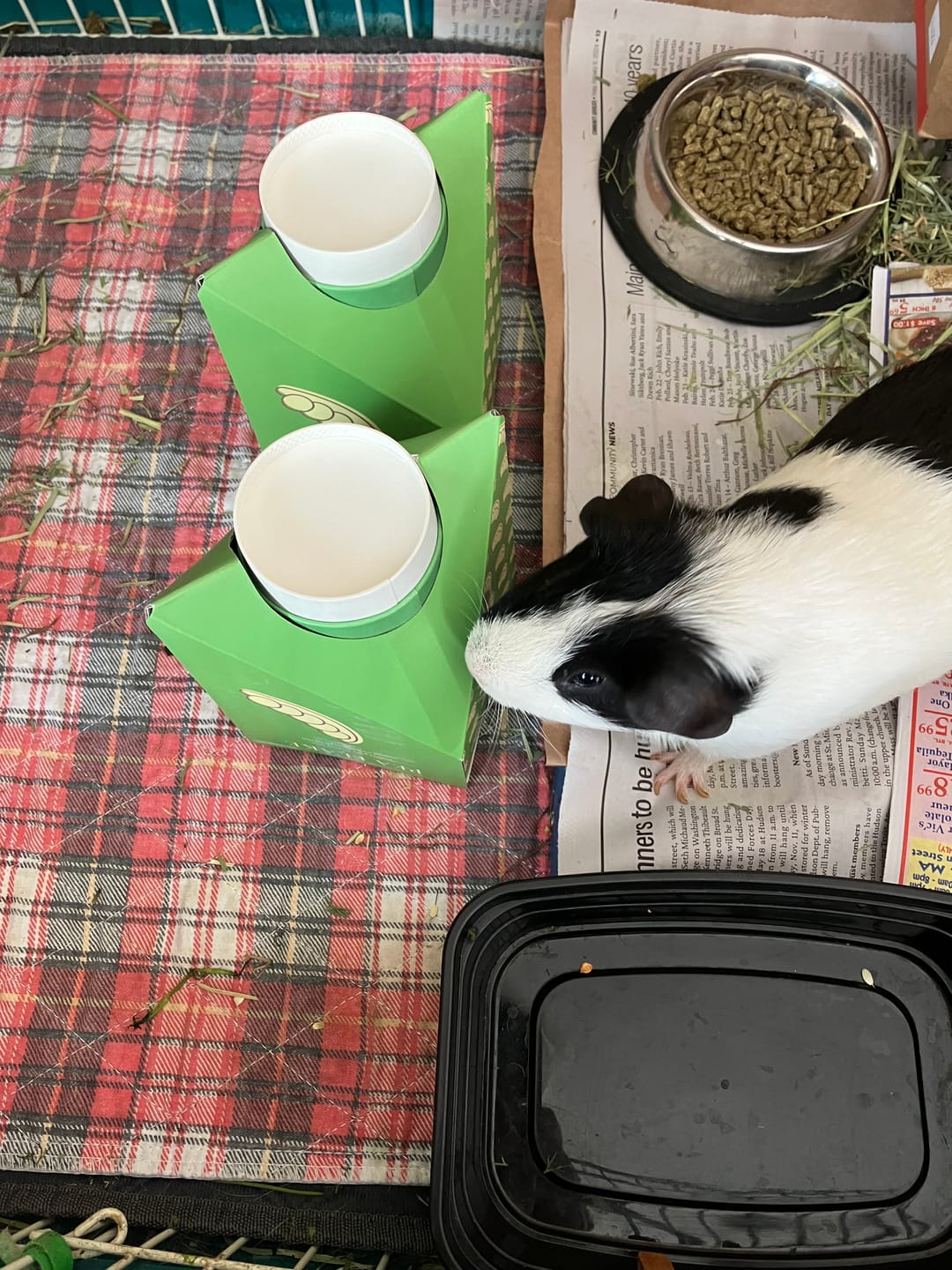Customer photo review of Subscription Pea Flakes Treat Cup