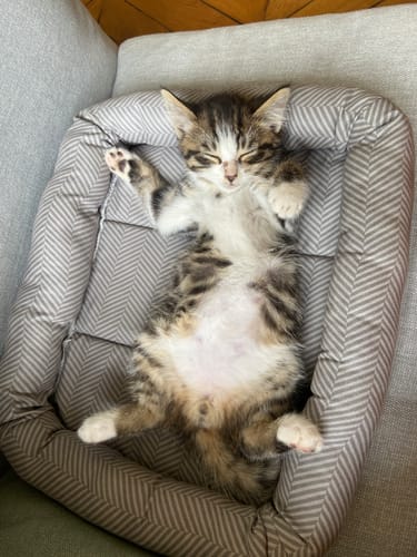 Avis photo d'un client sur Pâtée Chaton Sans Céréales - Boeuf