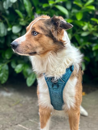 Customer photo review of Tough Trails™ Harness Lucky Dip
