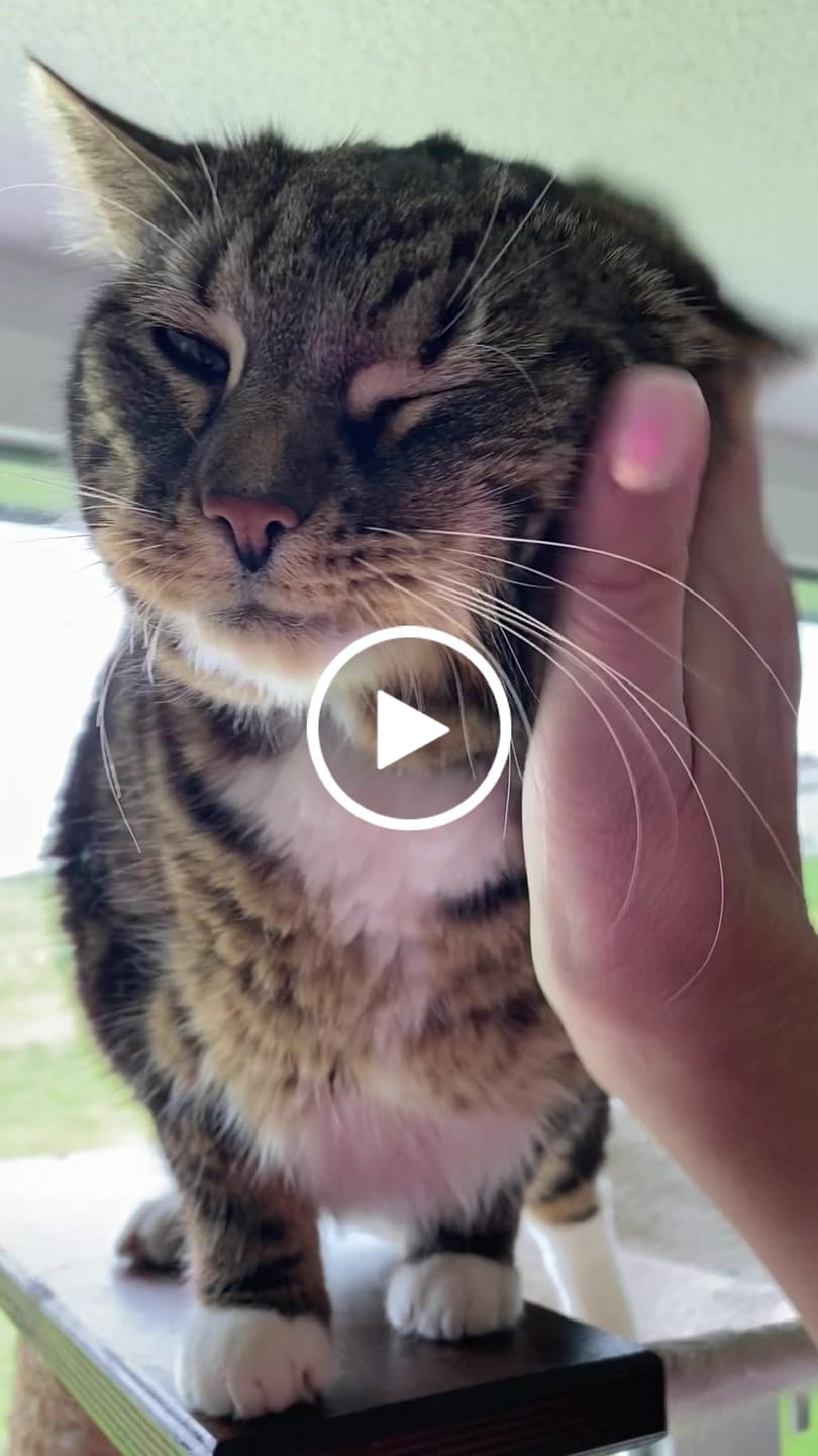 Customer video review of Allergietest Basic Katze