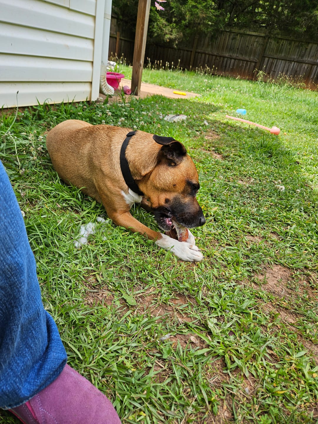 Customer photo review of Bully Stick Ring (Jumbo)