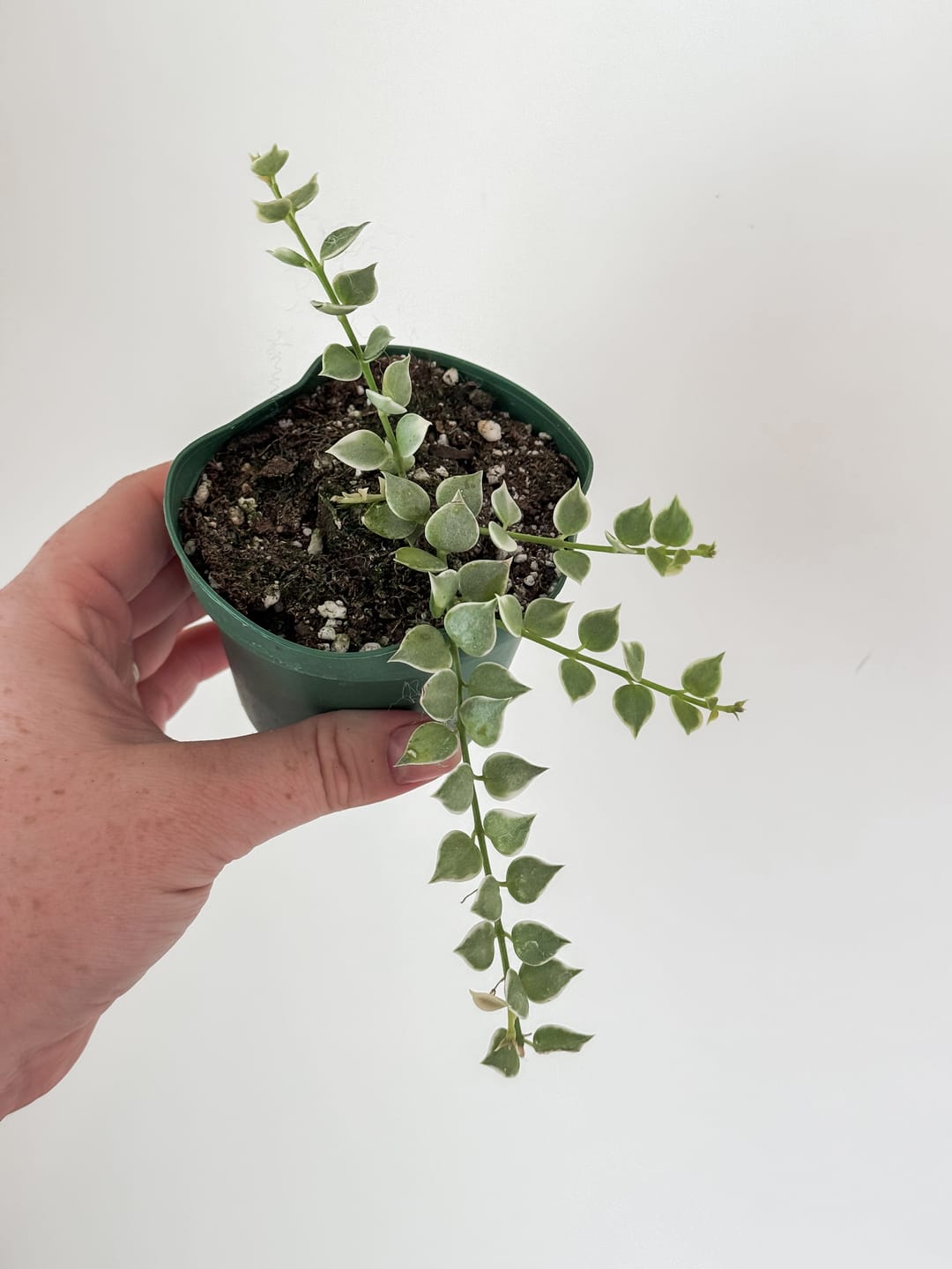 Customer photo review of Dischidia ruscifolia 'Variegata' "Million Hearts"