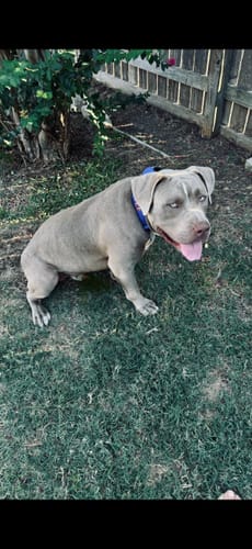 Customer photo review of Blue Bully Proof Collar