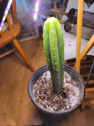 Customer photo review of New Zealand San Pedro Cactus | Non-PC |  Echinopsis (Trichocereus) pachanoi