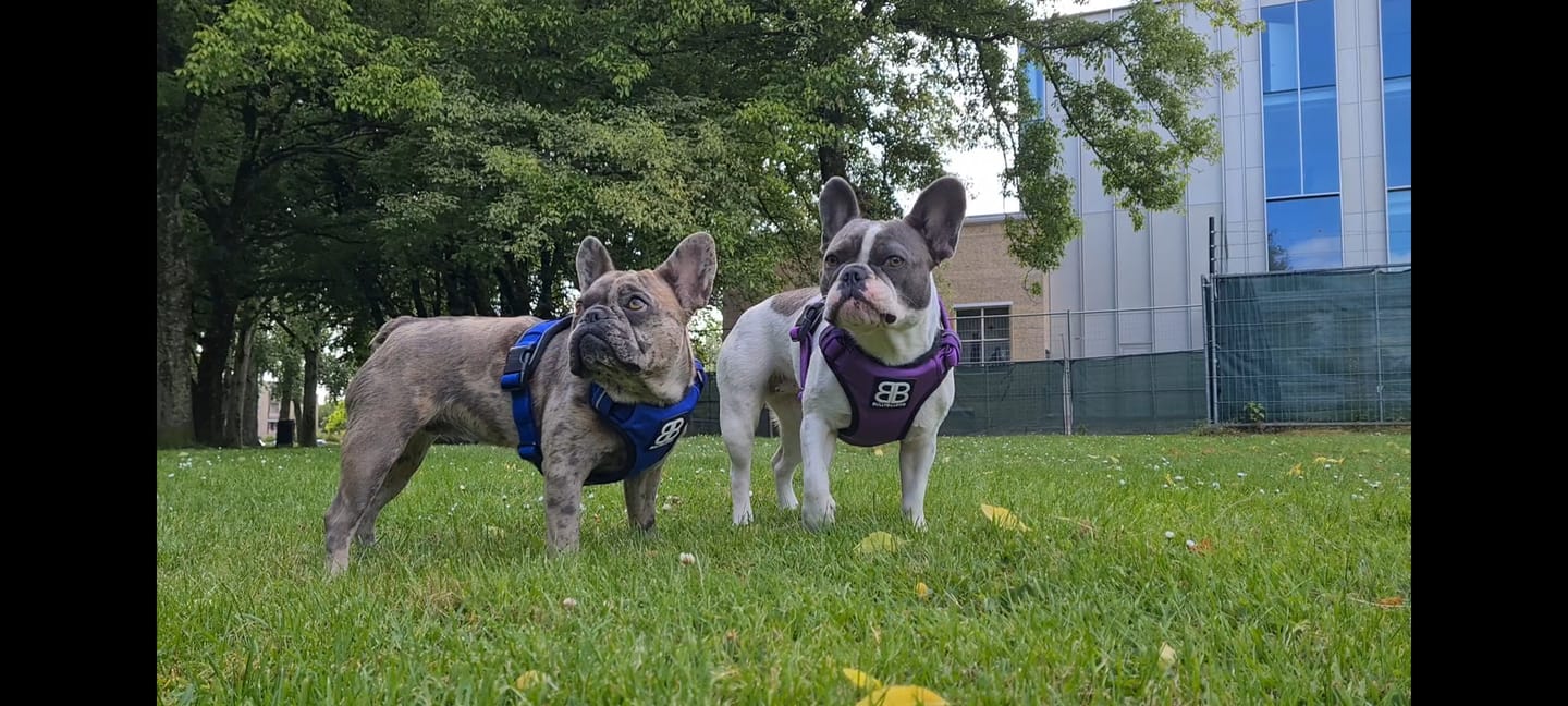 Customer photo review of 1.4m Swivel Combat Leash | Neoprene Lined, Secure Rated Clip with Soft Handle - Purple