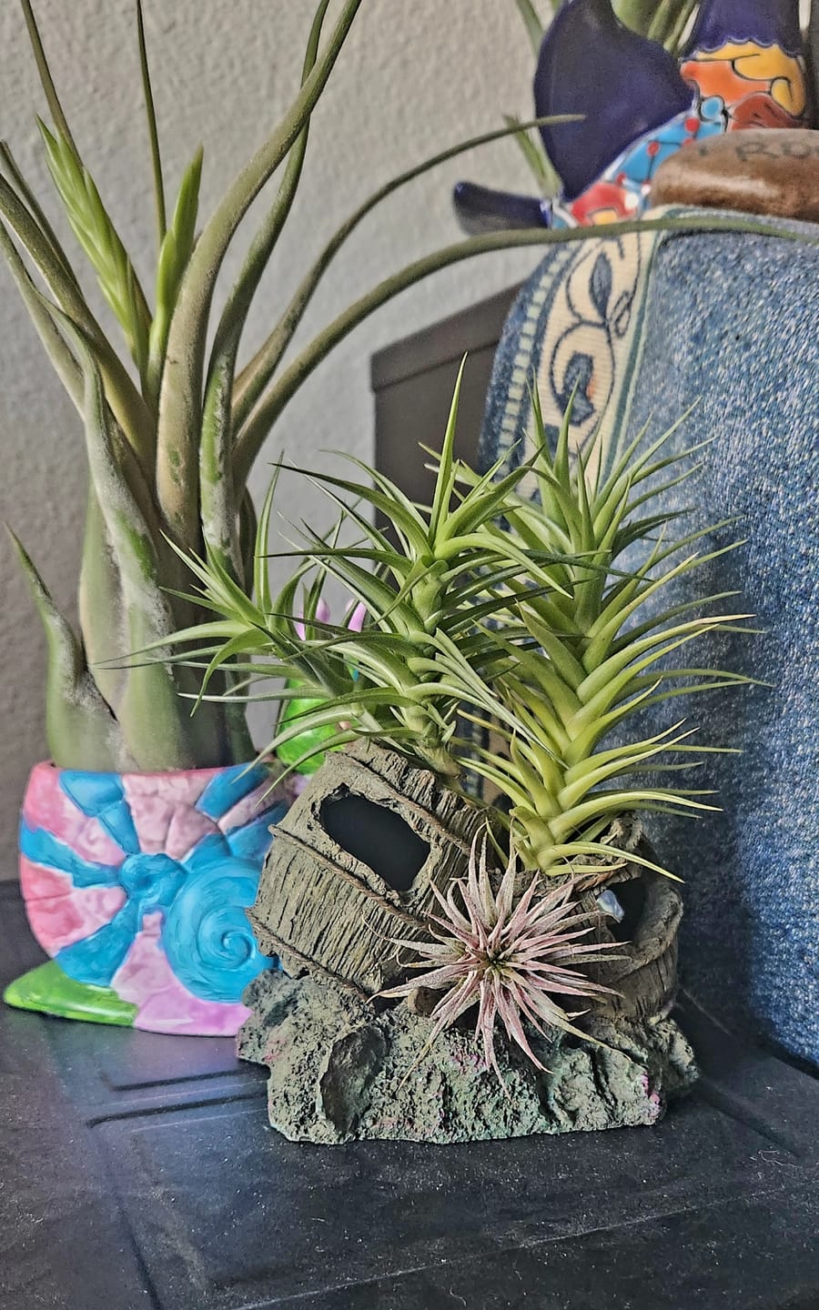 Customer photo review of Wholesale Aeranthos 2”-4”  (Minimum Order 10)