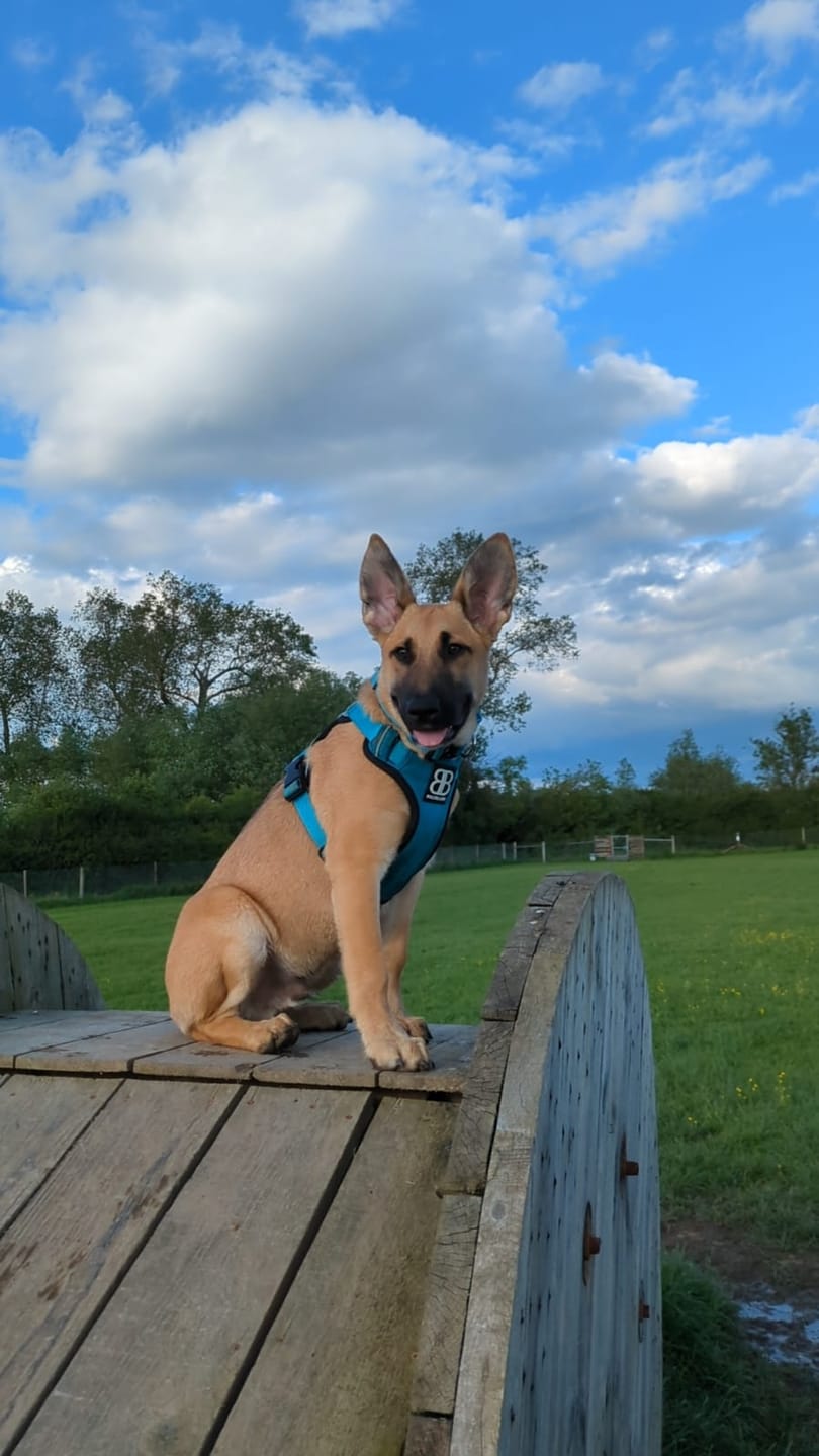 Customer photo review of Premium Comfort Harness | Non Restrictive & Adjustable - Light Blue