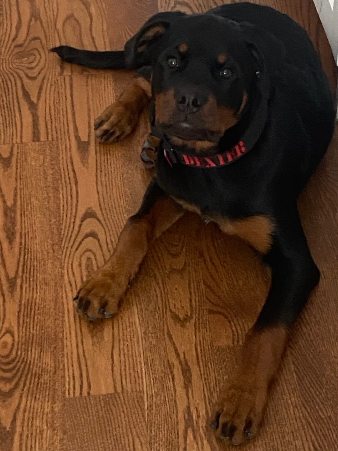 Customer photo review of 1.5" Tacti Slim Dog Collar- Black