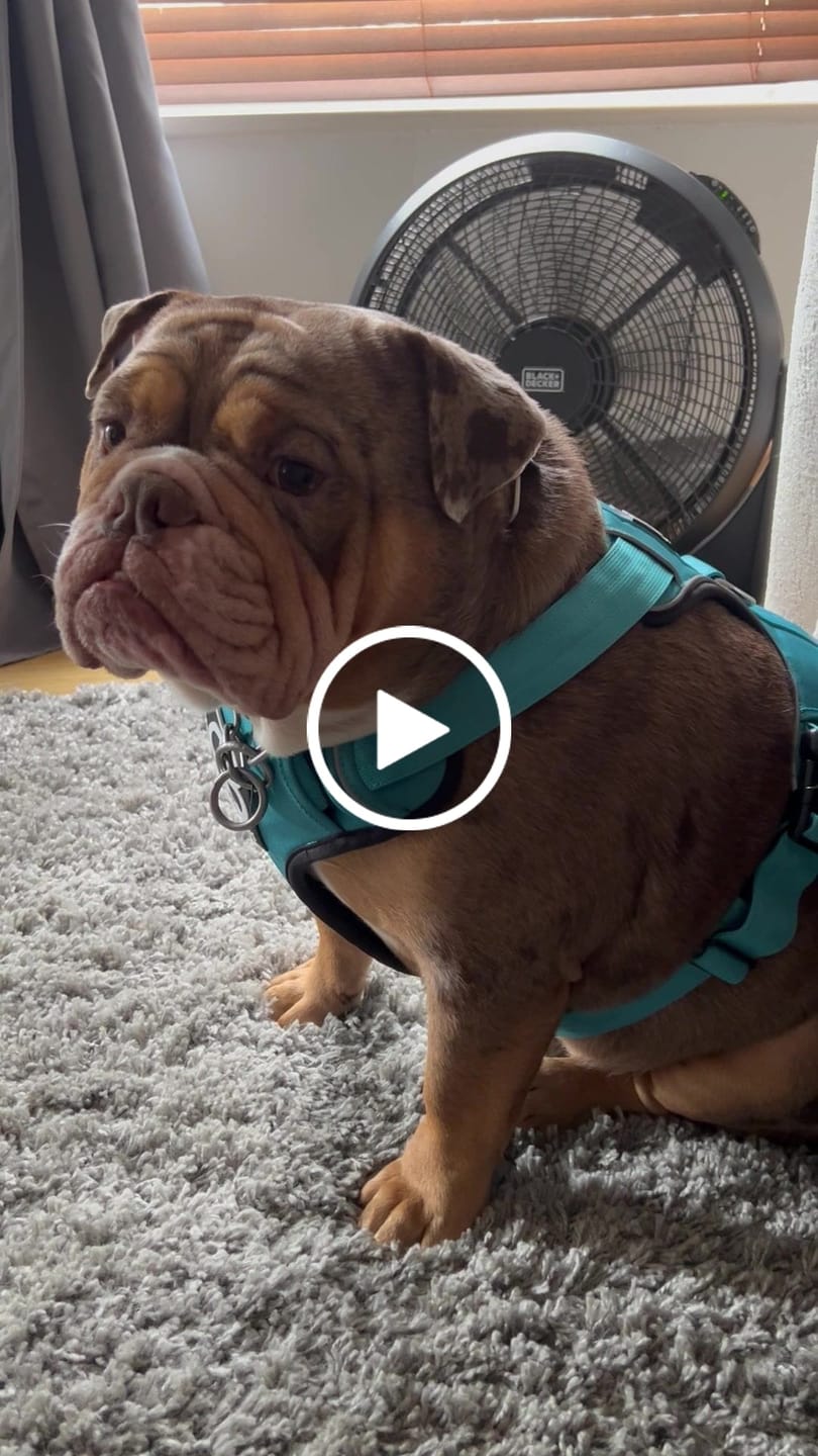 Customer video review of Premium Comfort Harness | Non Restrictive & Adjustable - Light Blue