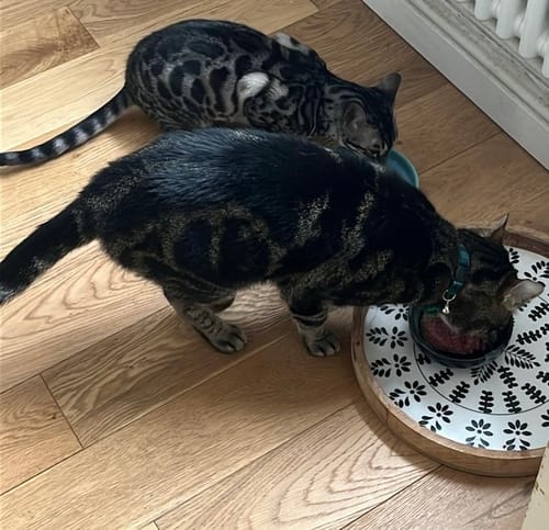 Customer photo review of Purrform Chicken with Ground Bone with Chicken Liver, Heart & Gizzard 450g tub