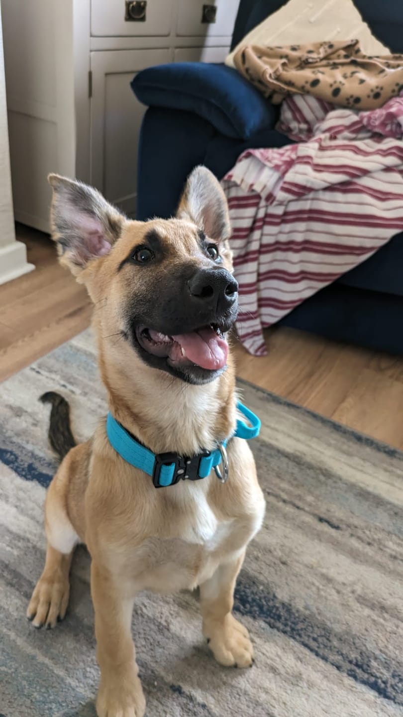 Customer photo review of 2.5cm Combat® Collar | With Handle & Rated Clip - Light Blue v2.0