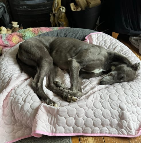 Customer photo review of The Ultimate Cooling Pet Mat