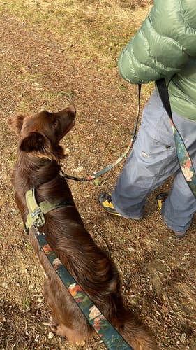 Customer photo review of Modern Art Hundeleine 3 Meter verstellbar