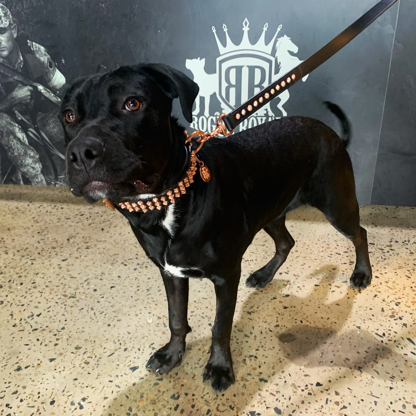 Customer photo review of Hand Made Leather Dog Collar - Ruthless Black  & Rose Gold (Wide Fit)