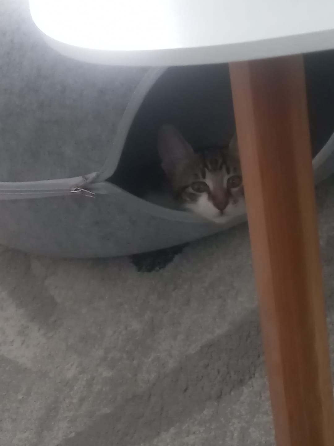 Customer photo review of Tunel Krevet za Mačke