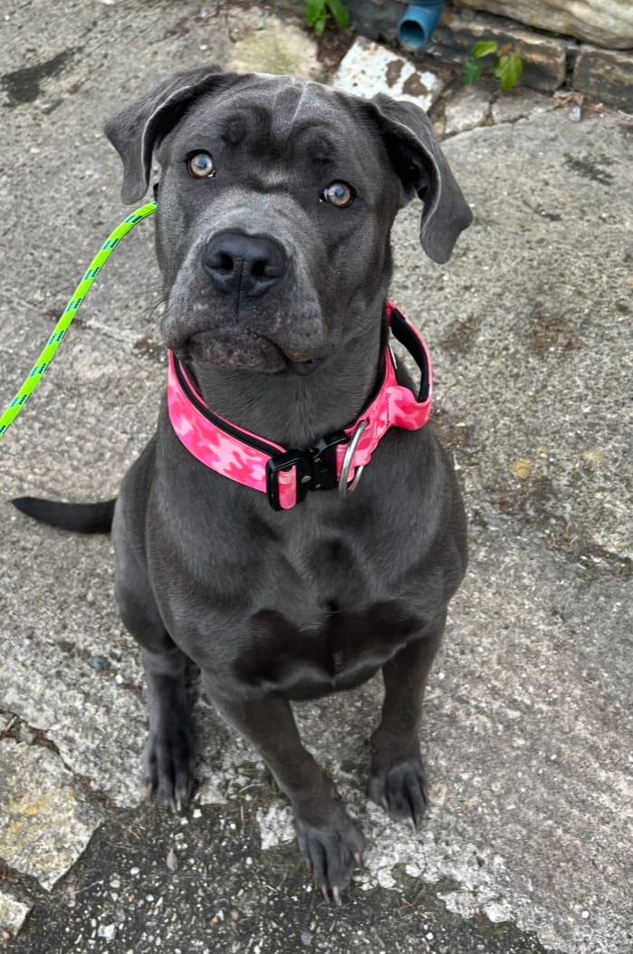 Customer photo review of 5cm Combat® Collar | With Handle & Rated Clip - Bubblegum v2.0