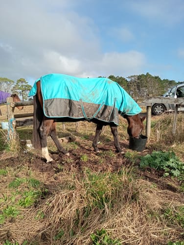 Customer photo review of Zilco Explorer 100 Combo Rug - Turquoise/Grey