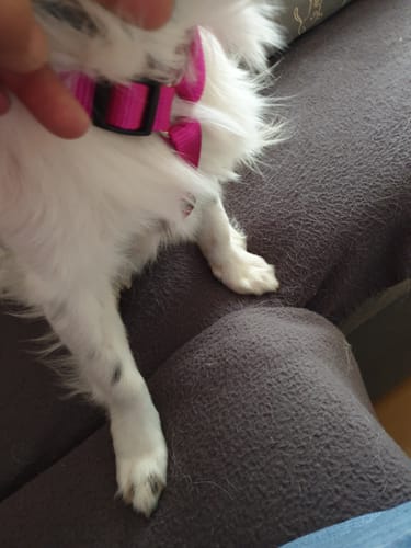 Customer photo review of Comfort Hundegeschirr