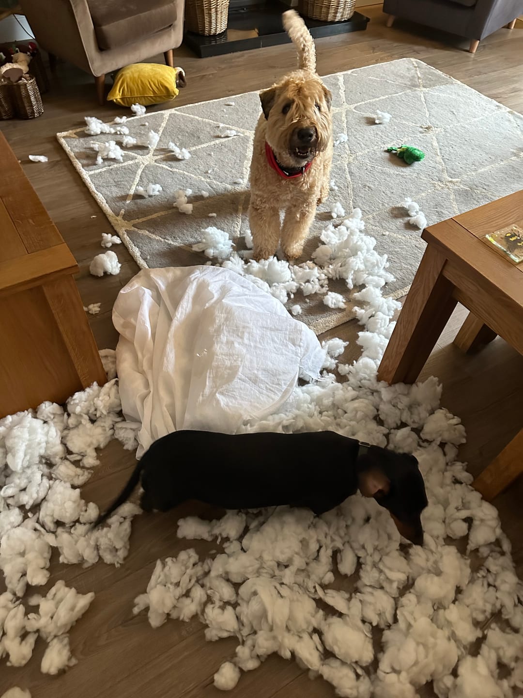 Customer photo review of Calming Dog Bed