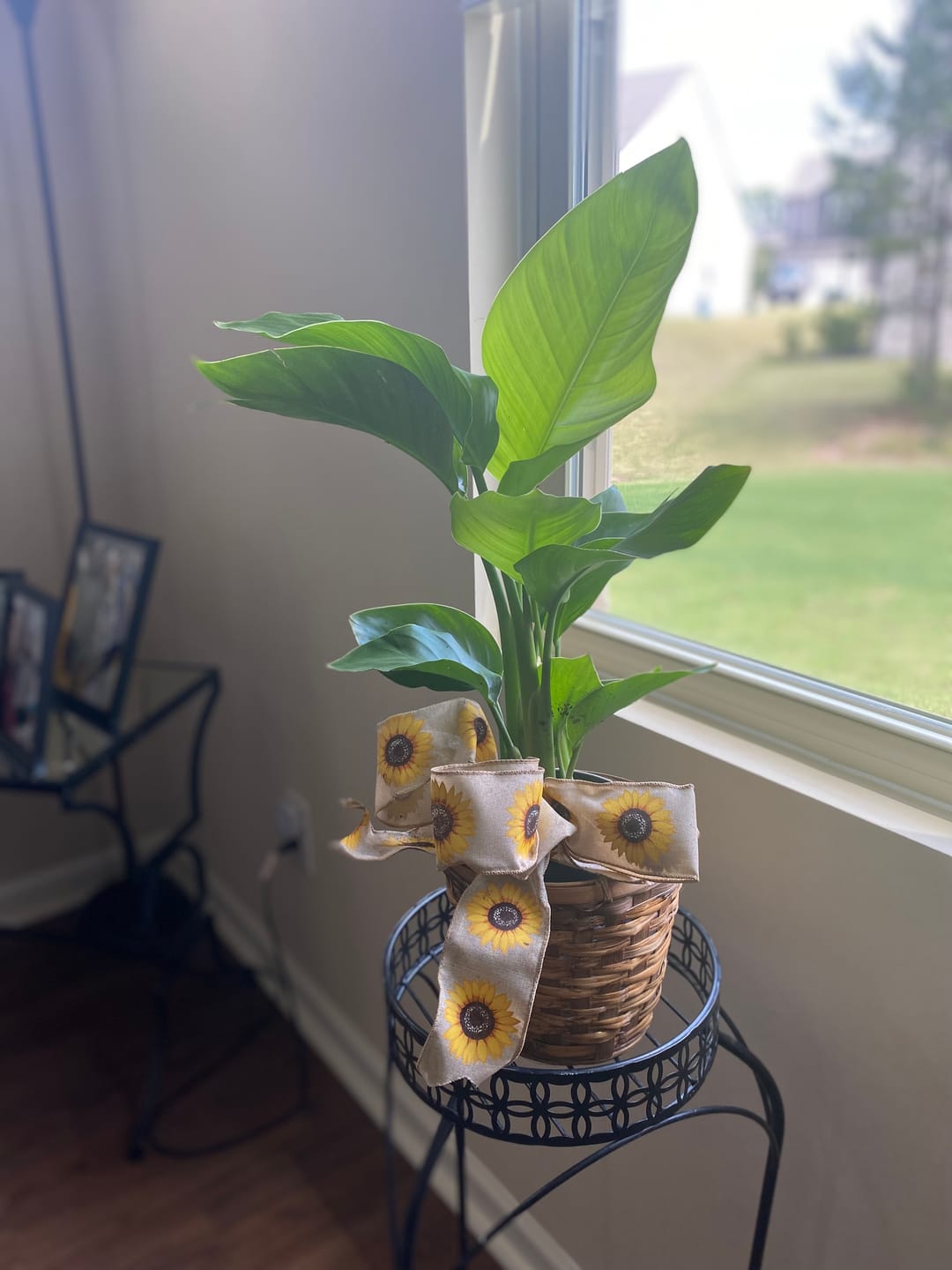 Customer photo review of Monstera Deliciosa, Swiss Cheese